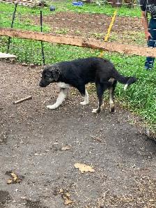 FS Kangal Puppies - Photo 4