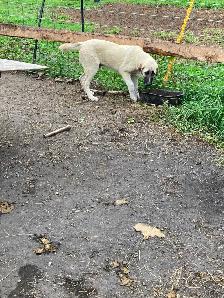 FS Kangal Puppies - Photo 5