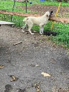 FS Kangal Puppies - Photo 6