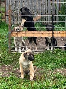 FS Kangal Puppies - Photo 7