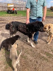 FS Kangal Puppies - Photo 8