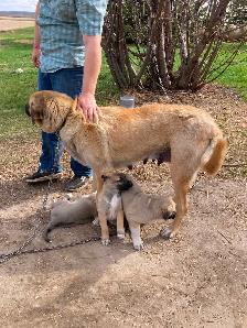 FS Kangal Puppies - Photo 9
