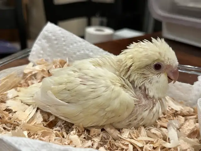 Tamed Quaker Cremino baby bird