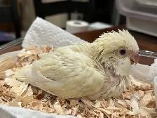 Tamed Quaker Cremino baby bird