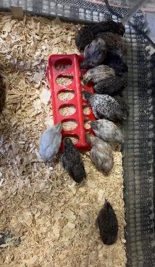 Adult button quails
