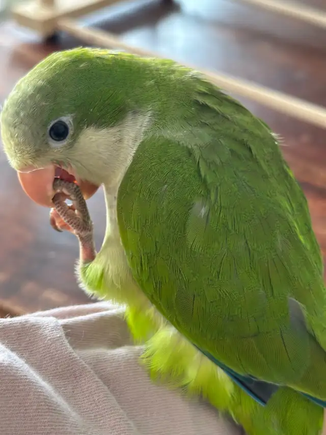 Green Quaker Baby parrot
