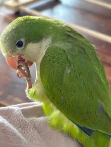 Green Quaker Baby parrot
