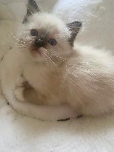 GORGEOUS BABY WHITEMITTTED & CHOCOLATEPOINT RAGDOLLS!! - Photo 7