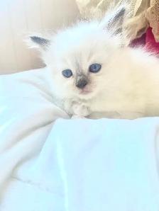 GORGEOUS BABY WHITEMITTTED & CHOCOLATEPOINT RAGDOLLS!! - Photo 10