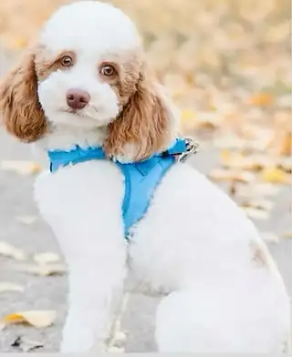 SIX-WEEK-OLD TOY/MINI GOLDENDOODLES — APPLICATIONS OPEN