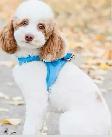 SIX-WEEK-OLD TOY/MINI GOLDENDOODLES — APPLICATIONS OPEN