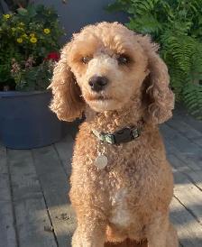 SIX-WEEK-OLD TOY/MINI GOLDENDOODLES — APPLICATIONS OPEN - Photo 2