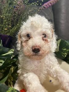 SIX-WEEK-OLD TOY/MINI GOLDENDOODLES — APPLICATIONS OPEN - Photo 3