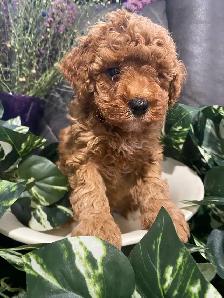 SIX-WEEK-OLD TOY/MINI GOLDENDOODLES — APPLICATIONS OPEN - Photo 4