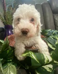 SIX-WEEK-OLD TOY/MINI GOLDENDOODLES — APPLICATIONS OPEN - Photo 5