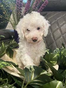 SIX-WEEK-OLD TOY/MINI GOLDENDOODLES — APPLICATIONS OPEN - Photo 6