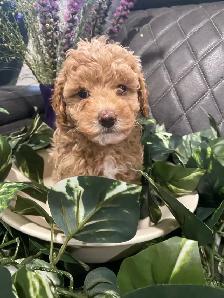 SIX-WEEK-OLD TOY/MINI GOLDENDOODLES — APPLICATIONS OPEN - Photo 7