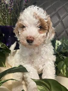 SIX-WEEK-OLD TOY/MINI GOLDENDOODLES — APPLICATIONS OPEN - Photo 8