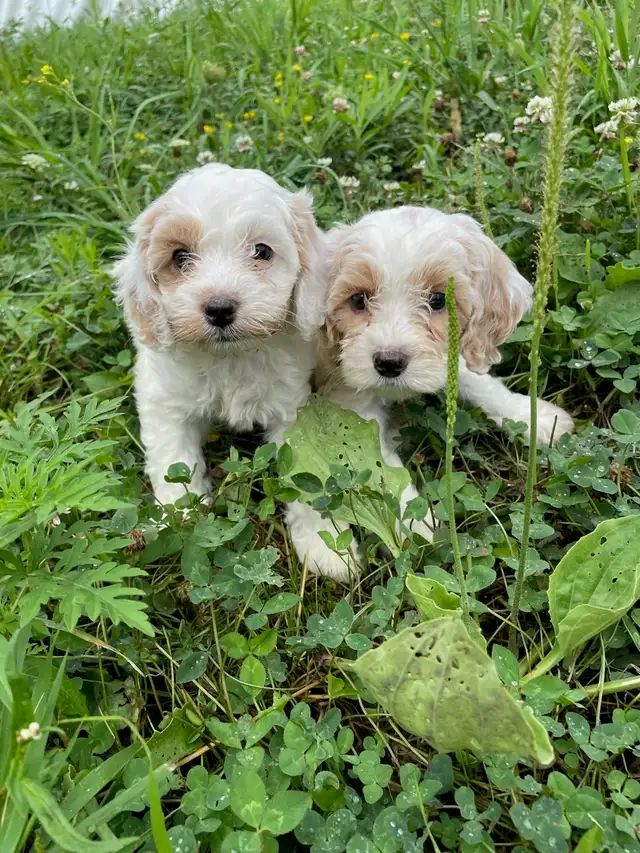 Cockapoo Puppies