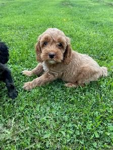 Cockapoo Puppies - Photo 2