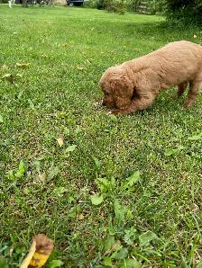 Cockapoo Puppies - Photo 3