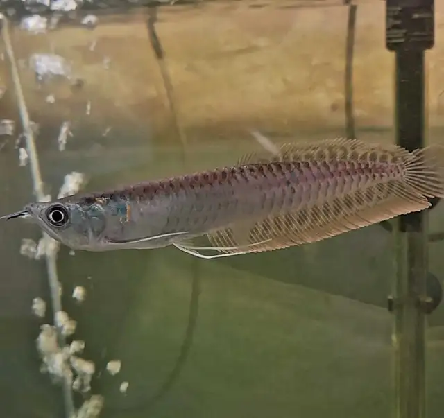 5' silver arowana