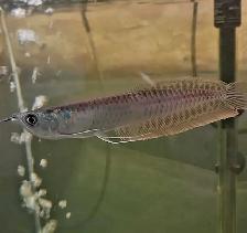 5' silver arowana