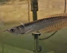 5' silver arowana - Photo 3
