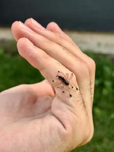 Venezuelan Red-Striped Pink Toe Tarantulas! - Photo 2