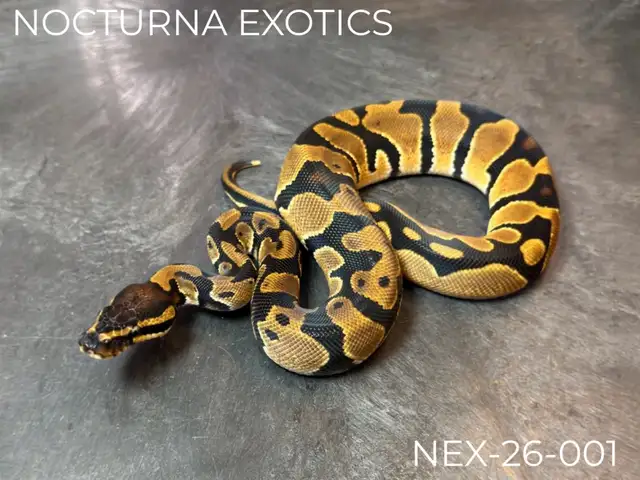 Ball Python Hatchlings!
