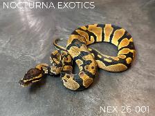 Ball Python Hatchlings!