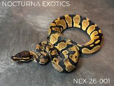 Ball Python Hatchlings! - Photo 2