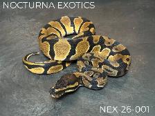 Ball Python Hatchlings! - Photo 3