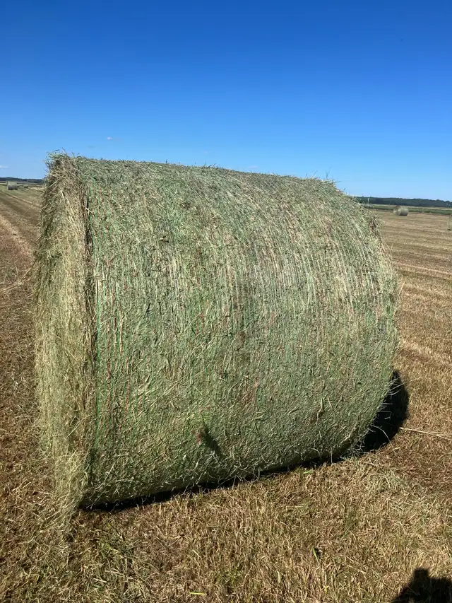 Hay for sale
