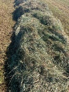 Hay for sale - Photo 2