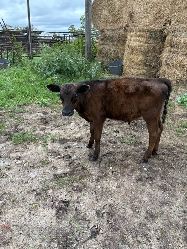 Black Angus Calf For Sale