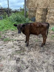 Black Angus Calf For Sale