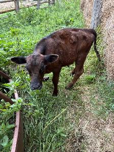 Black Angus Calf For Sale - Photo 2