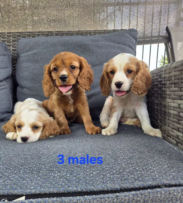 Beautiful Cavapoo Puppies