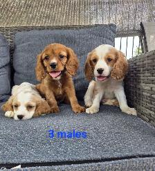 Beautiful Cavapoo Puppies