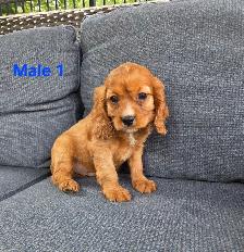 Beautiful Cavapoo Puppies - Photo 2