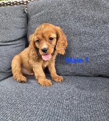 Beautiful Cavapoo Puppies - Photo 3