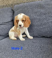 Beautiful Cavapoo Puppies - Photo 4