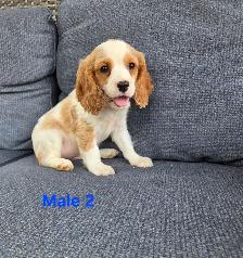 Beautiful Cavapoo Puppies - Photo 5