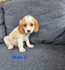 Beautiful Cavapoo Puppies - Photo 6