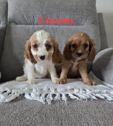 Beautiful Cavapoo Puppies - Photo 7