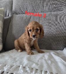 Beautiful Cavapoo Puppies - Photo 8