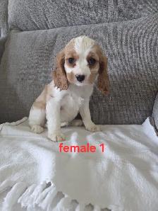 Beautiful Cavapoo Puppies - Photo 9