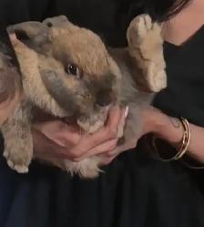 Beautiful Bunny - Photo 2