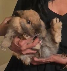 Beautiful Bunny - Photo 3